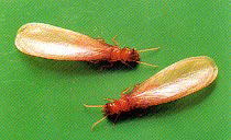 イエシロアリの有翅虫（沖縄）